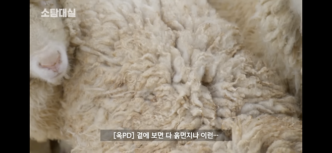IMG_5436.png 갈색 털 상태의 양을 씻기면.jpg