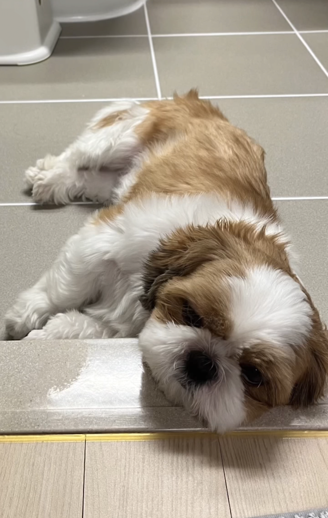 겨울에 보일러 세게 트는 집 강쥐들 특징