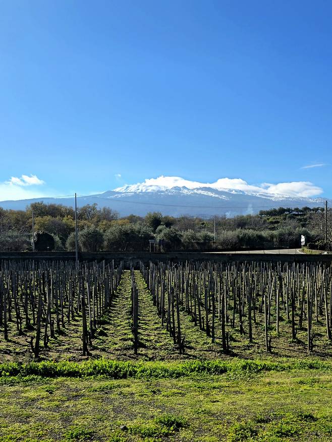 에트나 정상이 보이는 쿠수마노 알타모라 포도밭. 최현태 기자
