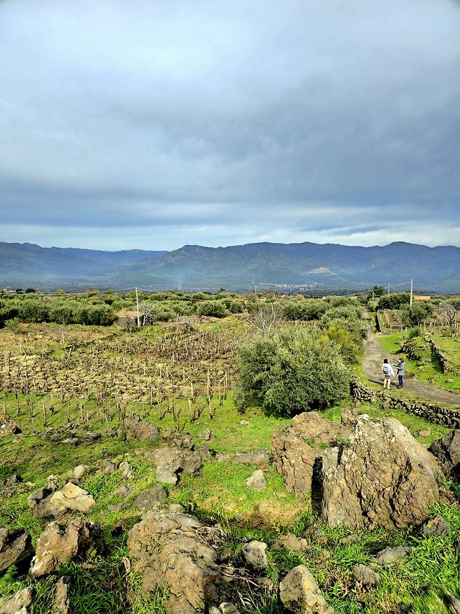 바위와 화산토로 이뤄진 피에트라돌체 포도밭. 최현태 기자