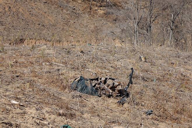 2025년 2월28일 경남 밀양 춘복산. 2년9개월 전인 2022년 5월 산불이 일어났다. 막대한 돈·인력이 투입돼 재개발식 벌채와 조림이 이뤄졌다. 여전히 황량한 모습이다. 재선충병에 걸렸거나 의심되는 소나무를 베어내면 숲 밖으로 끄집어내는 것이 원칙이지만, 비용 문제 때문에 고독성 약품을 뿌린 뒤 비닐로 덮어 그 자리에 방치한다. 산불로 훈증 무더기가 드러나 보였다.