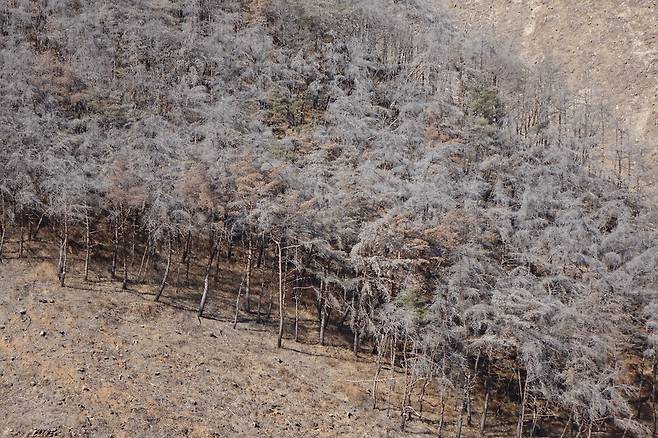 2025년 2월28일 경남 밀양 춘복산. 2년9개월 전인 2022년 5월 산불이 일어났다. 막대한 돈·인력이 투입돼 재개발식 벌채와 조림이 이뤄졌다. 여전히 황량한 모습이다. 벌채가 예정된 소나무 단순림을 자세히 보면 바닥 하층 식생이 전혀 없다는 걸 알 수 있다. 숲가꾸기(솎아베기) 사업이 이뤄진 흔적이다.