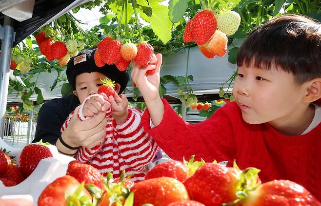 인천 남동구 한 딸기농장에서 어린이들이 딸기 수확 체험을 하고 있는 모습. 연합뉴스