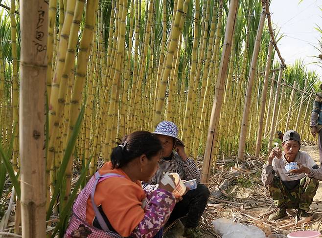 중국 한 사탕수수밭에서 농민들이 식사하고 있다./사진=차이신 캡쳐