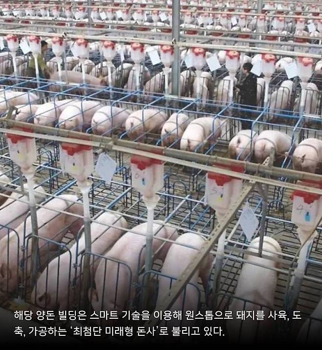 1000008808.jpg 충남 양돈빌딩 추진에 동물보호단체 극대노 ㅋㅋㅋㅋ