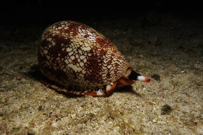 거미줄 청자고둥. 사진=플리커(Misenus1) 캡처