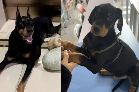 지난 2022년 사망한 쉬씨의 반려견 ‘조커’(왼쪽)와 복제로 탄생한 ‘리틀 조커’. 사진 사우스차이나모닝포스트(SCMP)