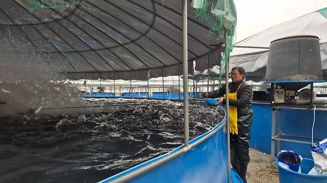 충청남도 금산군에서 송어 양식장을 운영하는 손중일 금강수산 대표가 송어에게 먹이를 주고 있다. /사진=라현진 기자