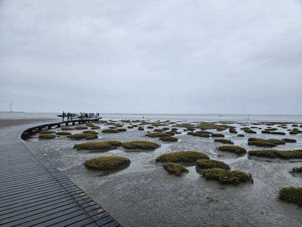 타이중 가오메이(高美) 습지. 탐방객이 실수로 습지에 빠져도 벌금을 내야 할 정도로 환경 당국이 철저히 보호한다.