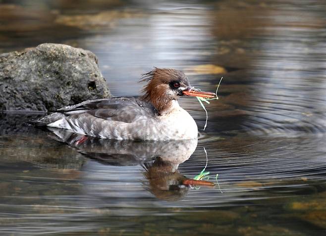 레저용 낚시도구에 부리가 얽힌 바다비오리(Mergus serrator), 사진제공-장성래. KIOST