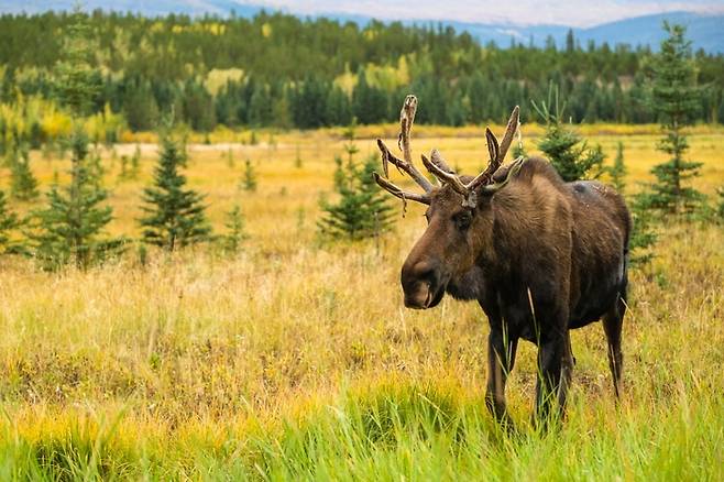 유콘 야생동물 보호구역,  /사진= Tourism Yukon