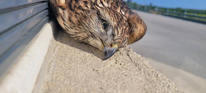 유리창 충돌로 목숨을 잃은 새.[권은정 시민활동가 제공]