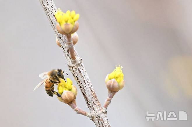 [광주=뉴시스] 이영주 기자 = 광주지역에 봄꽃이 피어나고 있는 12일 오전 광주 북구 석곡동 한 수목원에 심어진 산수유 나무에서 꿀벌이 꽃가루를 모으고 있다. 2025.03.12. leeyj2578@newsis.com