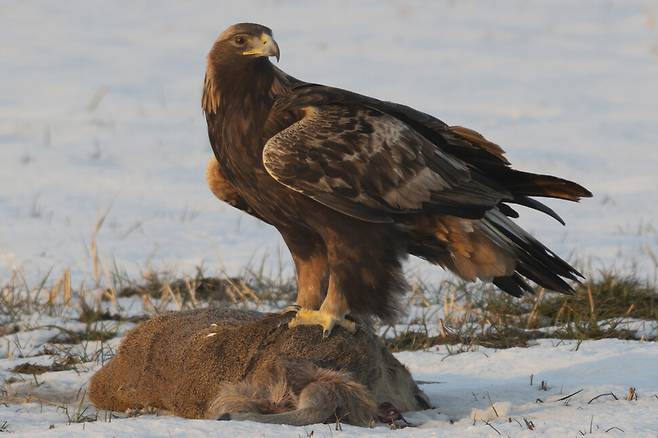 지난 2월10일 전북 김제시 진봉면 심포리에서 올해 5살 정도로 추정되는 검독수리를 만났다.