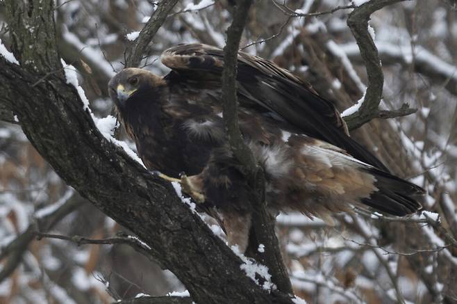 잠시 눈이 멈추자 자리를 옮기는 검독수리.