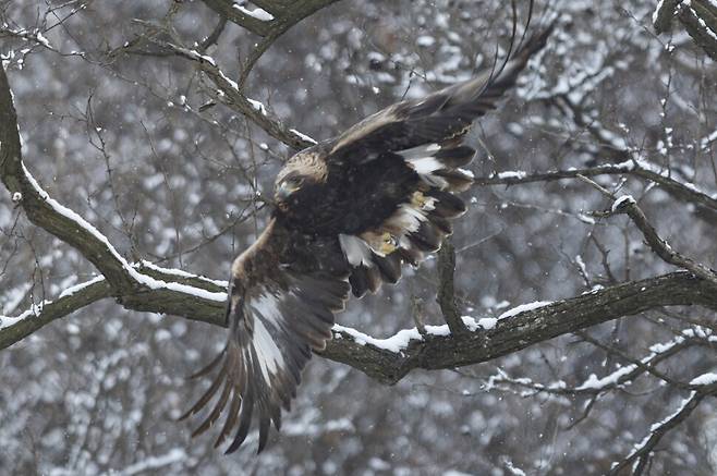 자리를 박차고 나는 검독수리.