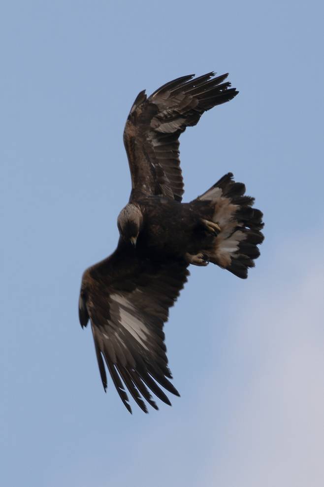 갑자기 방향을 바꾸는 검독수리.