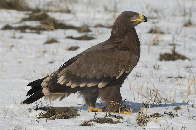 검독수리의 공격으로 오른쪽 눈을 실명한 어린 초원수리.