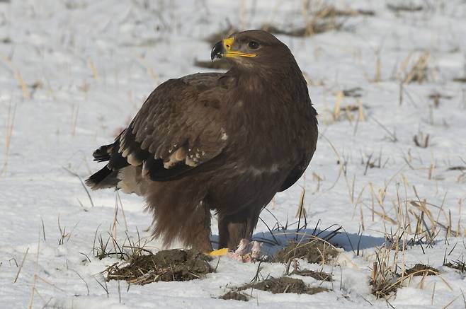다행히 어린 초원수리의 왼쪽 눈은 멀정하다.