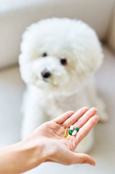 반려동물도 위장관 건강이 전체 건강을 좌우하기에 유산균을 급여하는 것이 좋다. [GettyImages]