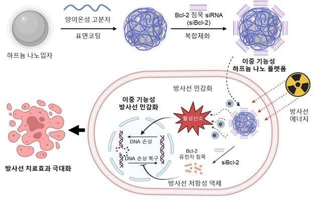 방사선 민감화와 유전자 침묵화를 동시에 구현하는 이중 기능성 하프늄 나노 플랫폼의 작용 메커니즘 개략도. 성균관대 제공