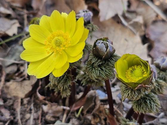 다른 지역보다 꽃이 크고 짙은 노란색을 띠는 풍도 복수초.