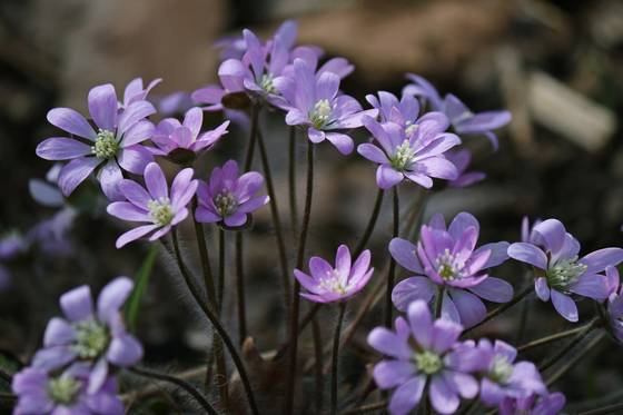노루귀. 가지에 난 솜털이 귀엽다.