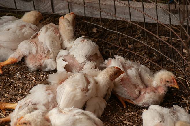 닭 사육 농장에서 길러지는 육계.[게티이미지뱅크]