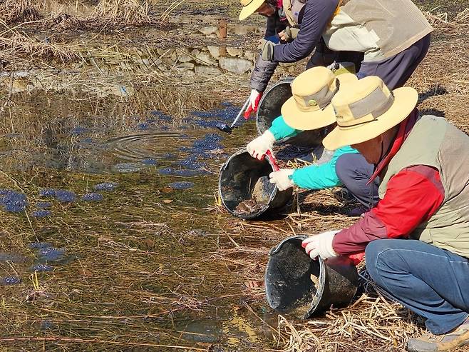 양서류 구조 활동 [오대산국립공원사무소 제공. 재판매 및 DB 금지]