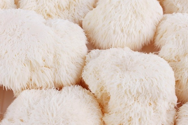 노루궁뎅이버섯