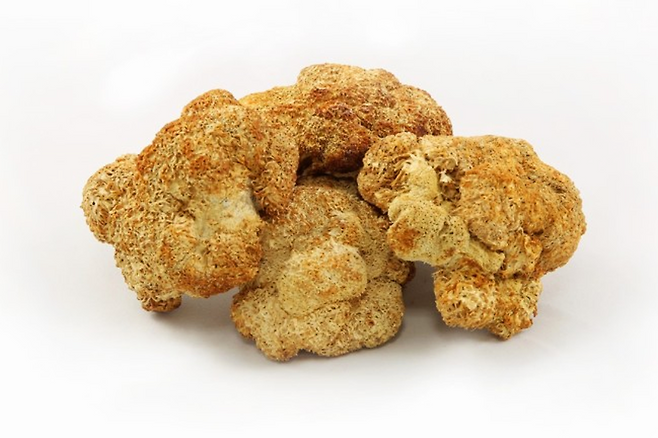 말린 노루궁뎅이버섯