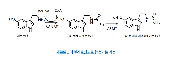 잠 못 자는 당신에게...아침 산책이 멜라토닌을 부른