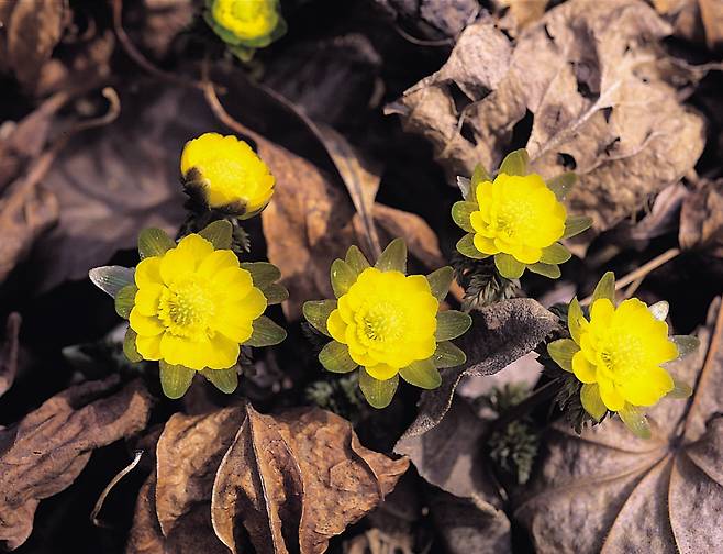 7 복수초: 꽃잎보다 꽃받침이 길답니다.