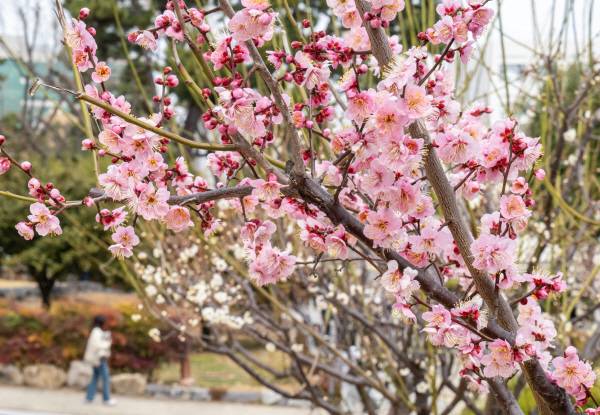 지난 11일 금정구 부산대학교 캠퍼스에 홍매화가 활짝 펴 있다.이원준 기자