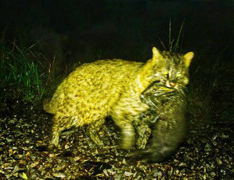 멸종위기종 삵이 2015년 경남 김해 화포천습지 생태공원에서 뉴트리아 새끼를 입에 물고 있는 장면이 국내 연구진에 의해 최초로 포착됐다. 국립생태원 제공