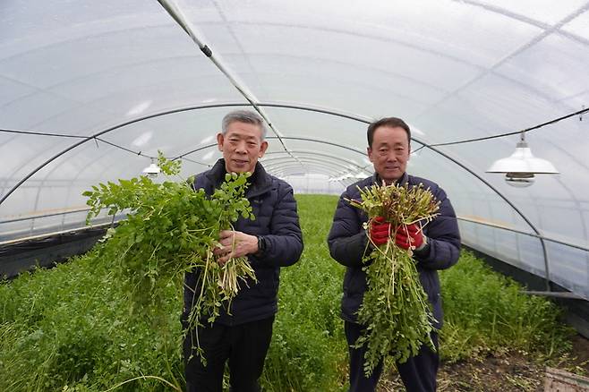 육동 미나리를 재배하는 박대규씨(오른쪽)와 이도길 용성농협 조합장이 육동미나리를 선보이고 있다.