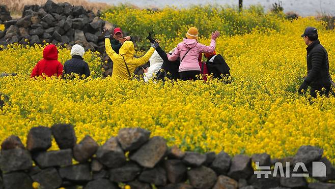[서귀포=뉴시스] 우장호 기자 = 제주 지역에 강한 바람이 불고 있는 16일 오전 서귀포시 성산일출봉 광치기해변 인근 유채꽃밭을 찾은 관광객들이 궂은 날씨에도 봄정취를 즐기고 있다. 2025.03.16. woo1223@newsis.com