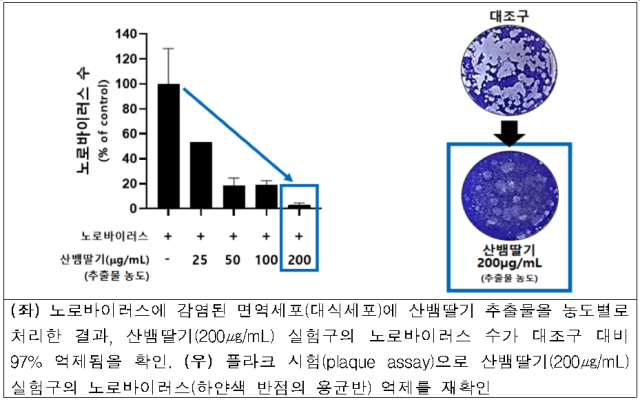 산뱀딸기 추출물 노로바이러스 억제 실험 결과. 사진 제공=환경부