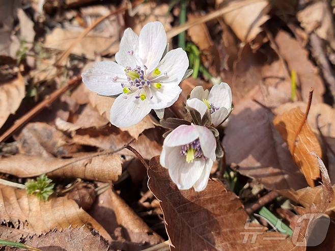 변산바람꽃.   ( 국립공원공단 경주국립공원사무소 제공, 재판매 및 DB 금지) 2025.3.17/뉴스1
