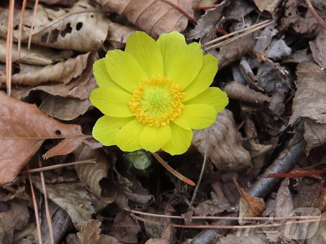 복수초,  ( 국립공원공단 경주국립공원사무소 제공, 재판매 및 DB 금지) 2025.3.17/뉴스1