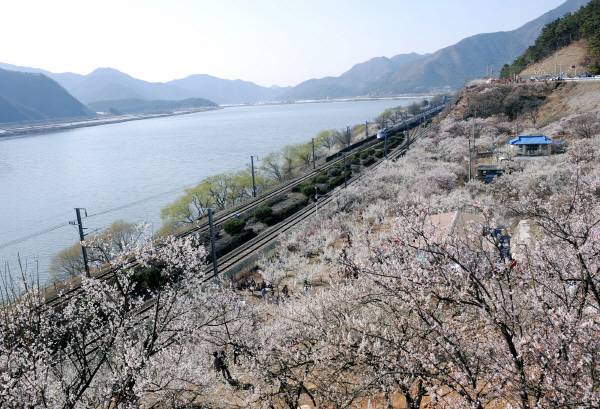 경남 양산시 원동면 원리에 낙동강을 배경으로 매실 수확을 위해 심은 백매화가 만개했습니다.