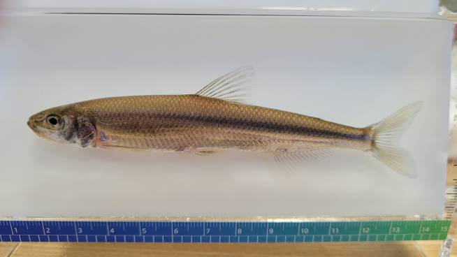 빙어, 경북도 제공.