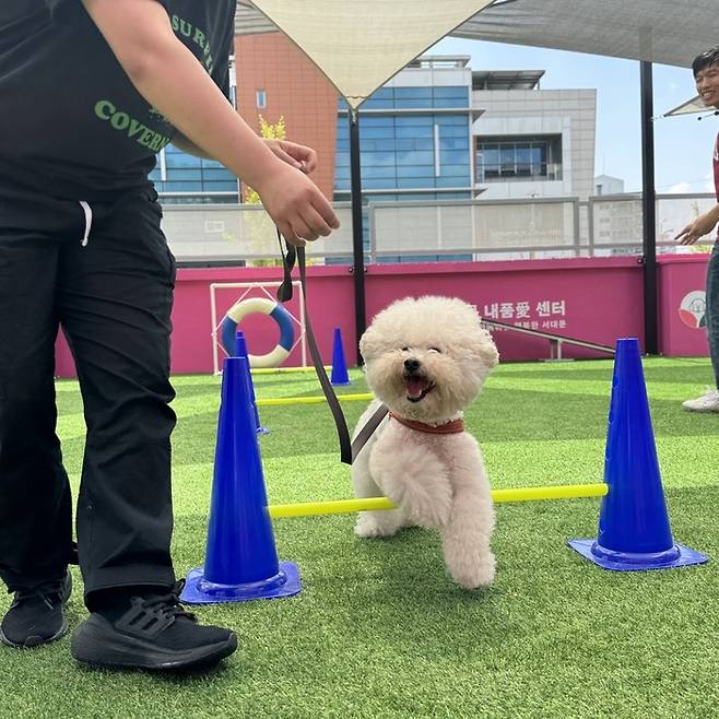 서대문구의 반려견 이사 돌봄 쉼터. 서대문구
