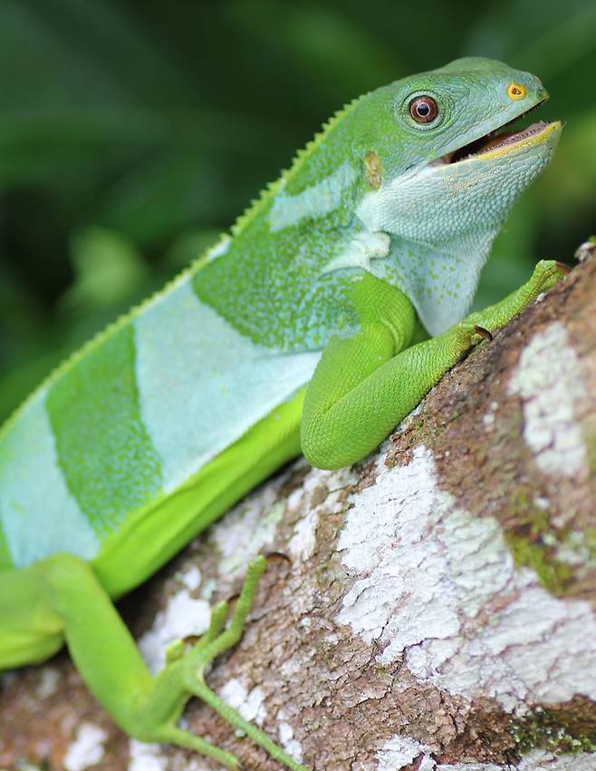 피지 오발라우 섬에서 발견된 중부 피지 줄무늬 이구아나( Brachylophus bulabula) 수컷. /미국지질조사국