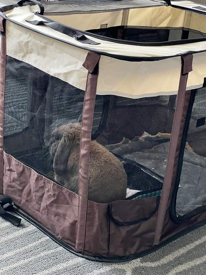 74e8897fb6f71c84239b82e6459c7019a459618755f704e991064eb8959a676dad6081695c102bb73e7e0840d0bacf54f9f5f2e9