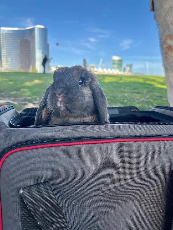 08e98707b0f76bf023ec87e0339c701c35b0ebb111681b37663a0b99f28d129d2f8bbca136c8e82b41015dff07db47cd526ea2d4