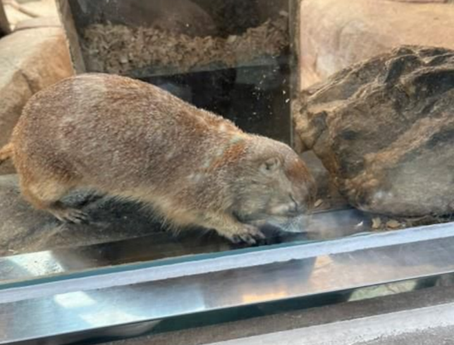 대전오월드에 사육 중인 프레리도그가 시멘트 바닥에서 땅을 파는 행동을 하고 있다. 대전충남녹색연합 제공