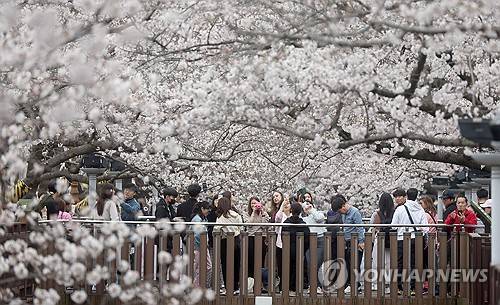지난해 3월 29일 진해 벚꽃 [연합뉴스 자료사진]
