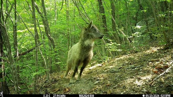 지난해 무인센서 카메라로 촬영한 산양 [야생생물보전원 제공. 재판매 및 DB 금지]