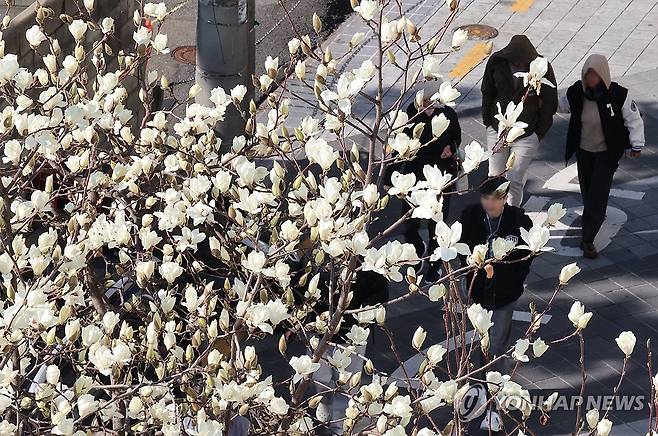부산, 꽃샘추위 속 목련 만개 (부산=연합뉴스) 강선배 기자 = 17일 부산지방의 최저기온이 0.3도를 기록, 쌀쌀한 날씨를 보인 가운데 남구의 한 주택가에 목련이 활짝 펴 시민들의 눈길을 사로잡고 있다. 2025.3.17 sbkang@yna.co.kr